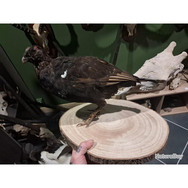 Taxidermie de Tetras Lyre ;  Lyrurus tetrix #2