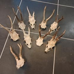 Massacre de chevreuil (prix pour un massacre) #231215E