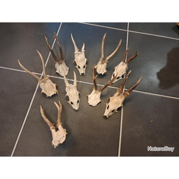 Massacre de chevreuil (prix pour un massacre) #231215E