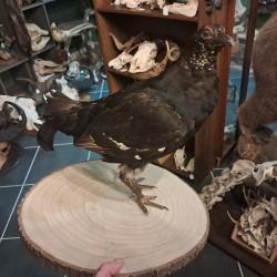 Taxidermie de Tetras Lyre ;  Lyrurus tetrix #3