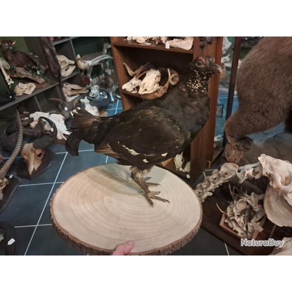 Taxidermie de Tetras Lyre ;  Lyrurus tetrix #3