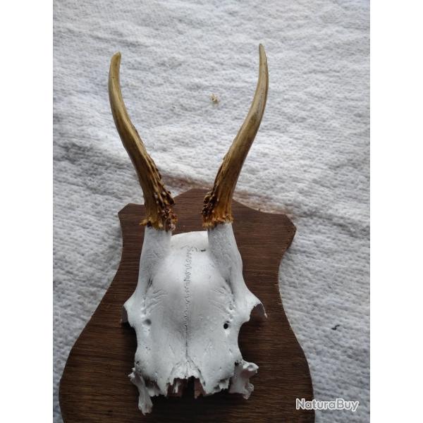 TROPHEE DE BROCARD (N�10)