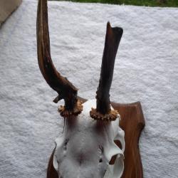 TROPHEE DE BROCARD (N&deg;11)