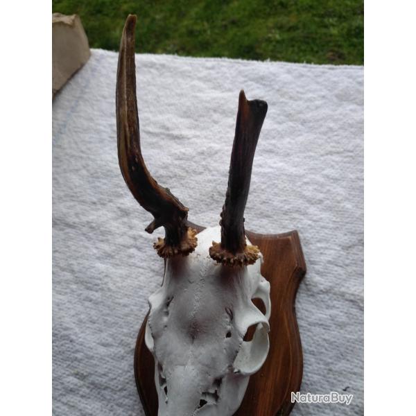 TROPHEE DE BROCARD (N�11)