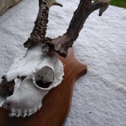 TROPHEE DE BROCARD (N&deg;12)