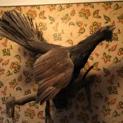 Un grand t&eacute;tras de 1934