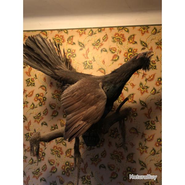 Un grand t�tras de 1934