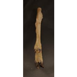 Patte de chevreuil naturalis&eacute;e