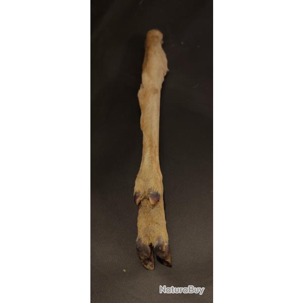 Patte de chevreuil naturalis�e