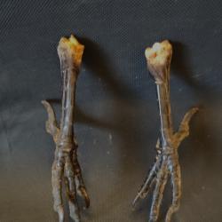 Paire de pattes de corbeau naturalis&eacute;es