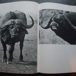 Chasse d'Afrique de Philippe Diol&eacute; et Jean Dragesco 1965