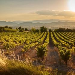 Action 2026-2026 petits gibiers