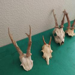 LOT 4 TROPHEE CHEVREUIL BROCARD TAXIDERMIE CHASSE CERF