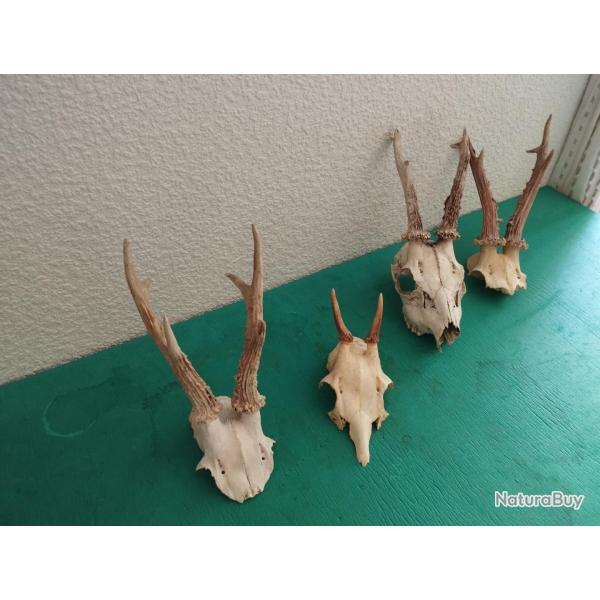LOT 4 TROPHEE CHEVREUIL BROCARD TAXIDERMIE CHASSE CERF