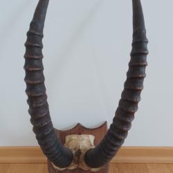 Troph&eacute;e de chasse cornes d'une antilope rouanne d&eacute;but XXeme