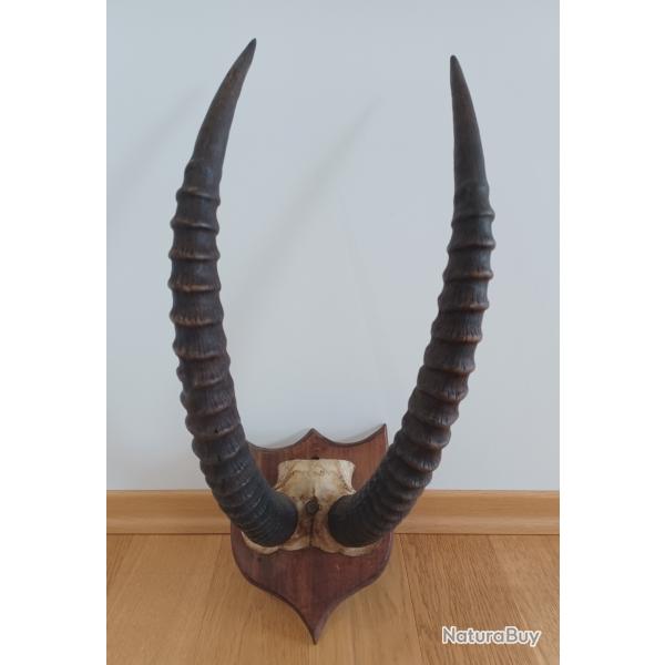 Troph�e de chasse cornes d'une antilope rouanne d�but XXeme