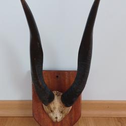 Troph&eacute;e de chasse cornes d'une antilope Bushbuck
