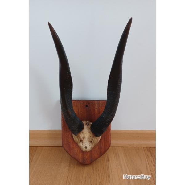 Troph�e de chasse cornes d'une antilope Bushbuck