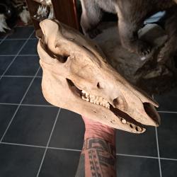 Cr&acirc;ne de sanglier ; Sus scrofa #0602(3)