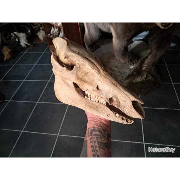 Cr�ne de sanglier ; Sus scrofa #0602(3)