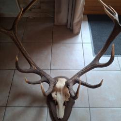 Massacre de cerf 14 cors