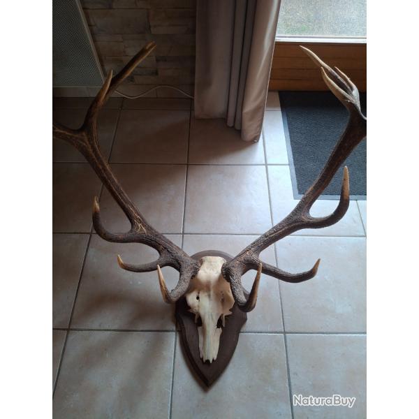 Massacre de cerf 14 cors