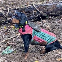 PROMO 2026 !! Gilet de protection pour chien CAUMONT FP.CONCEPTS Beagle 1/2 Fox 5/6