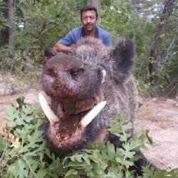 La TURQUIE, le Royaume des sangliers SUS SCROFA ATTILA