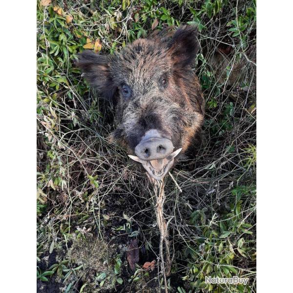 Tr�s beau sanglier