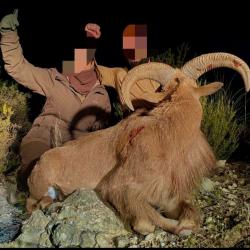 Mouflon a manchette Espagne 2026