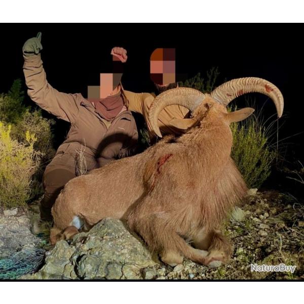 Mouflon a manchette Espagne 2026