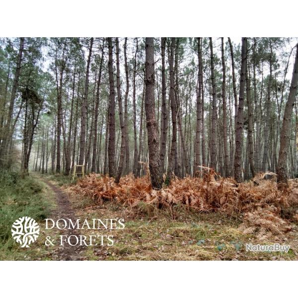 Domaine de Chasse d'Agr�ment et Investissement en Indre-et-Loire d'environ 109 hectares DF-1158-A