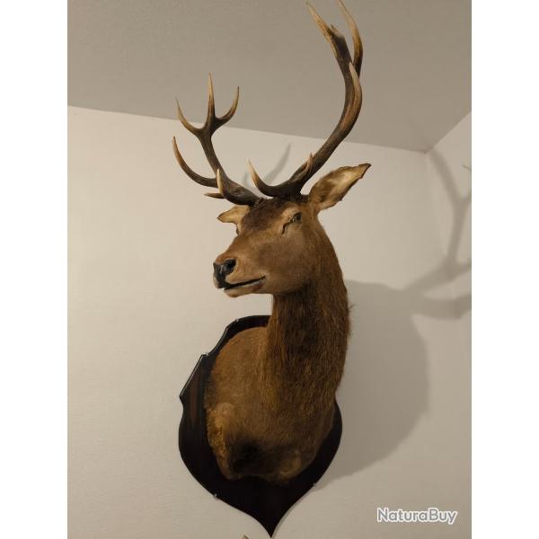 Superbe Cerf �laphe empaill� - 12 cors