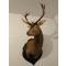 petites annonces chasse p&ecirc;che : Superbe Cerf élaphe empaillé - 12 cors