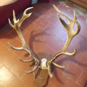 trophée de chasse cabinet de Curiosité Crâne de Mouflon