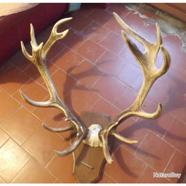 vend massacre de cerf 19 cors