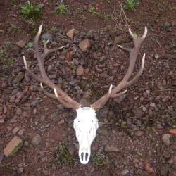 jolie massacre de cerfs de  14 cors  trais perler  noire