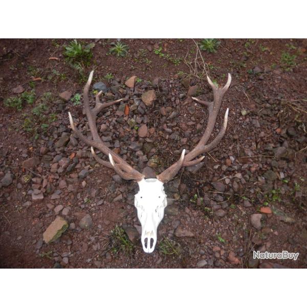 jolie massacre de cerfs de  14 cors  trais perler  noire