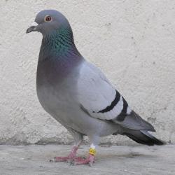 Bagues Sp&eacute;cial Pigeon Marquage Laser Ind&eacute;l&eacute;bile num&eacute;rot&eacute;es 26-50 Vert