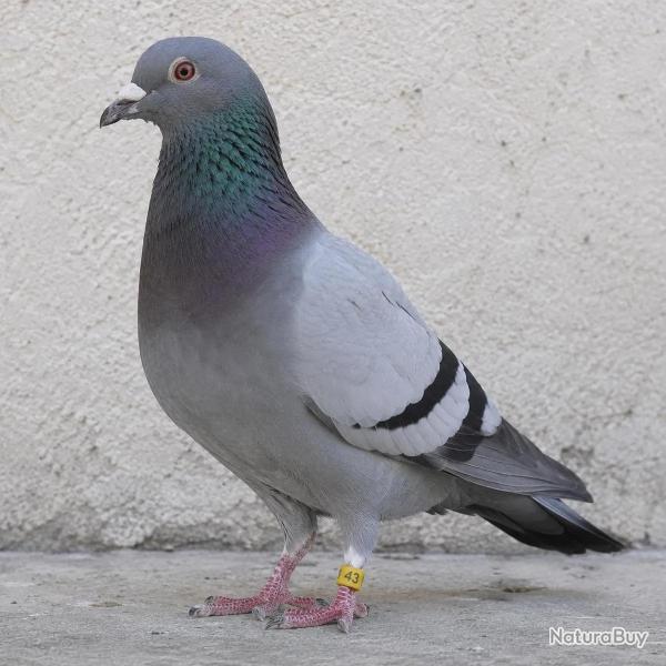 Bagues Sp�cial Pigeon Marquage Laser Ind�l�bile num�rot�es 26-50 Vert
