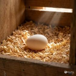 Lot de 2 oeufs factices caoutchouc cr&egrave;me