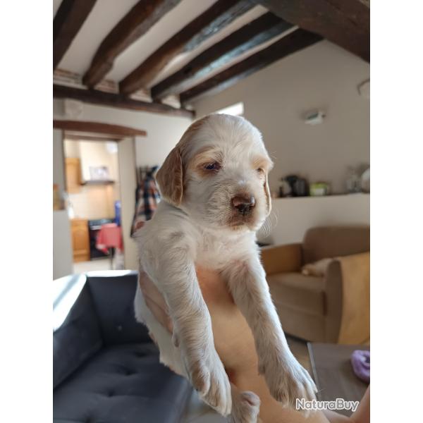 Chiots setter anglais