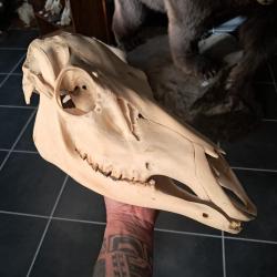 Cr&acirc;ne de biche ; Cervus #0602(3)