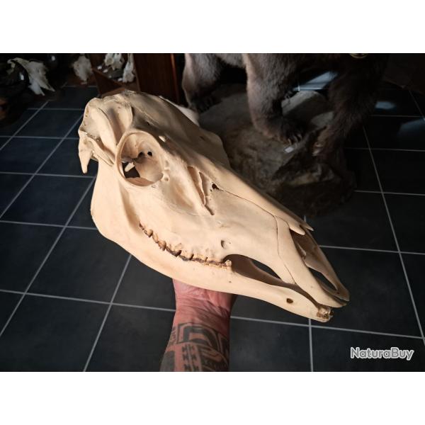 Cr�ne de biche ; Cervus #0602(3)