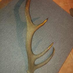 Troph&eacute;e Bois de cerf