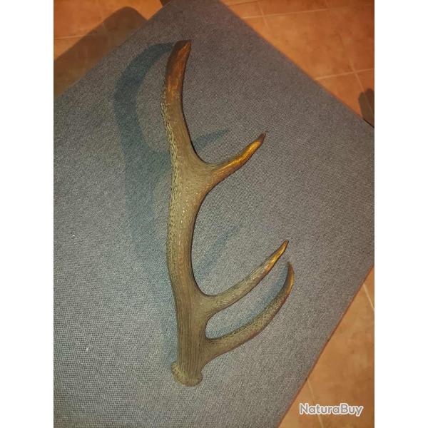 Troph�e Bois de cerf