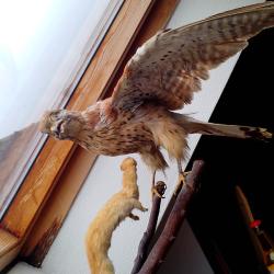 Cr&eacute;cerelle empaill&eacute; et son rapace