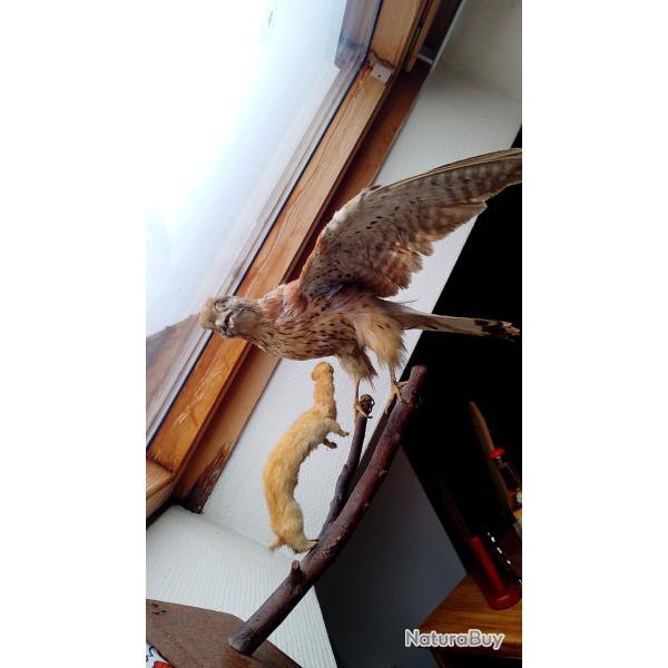 Cr�cerelle empaill� et son rapace