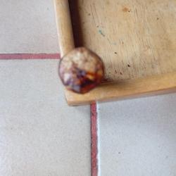 Cartouche pour fusil DreysePhotos refaites