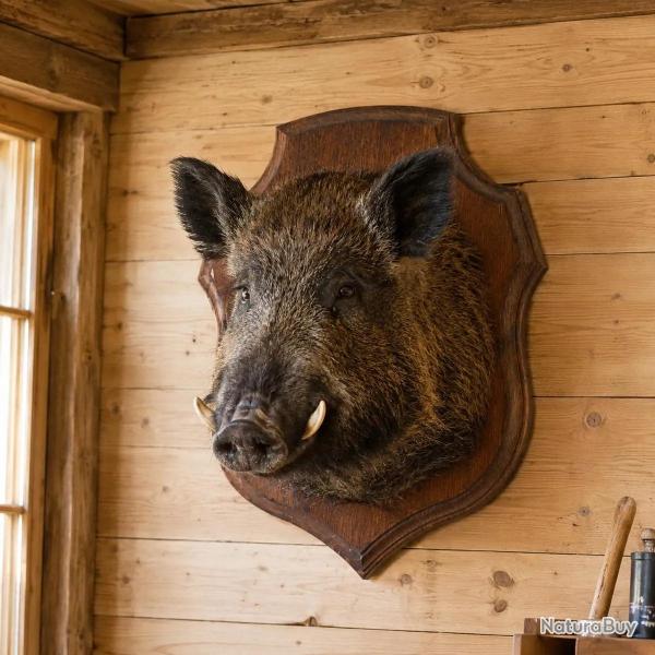 Ecusson chasse troph�e ch�ne cir� 34x28cm